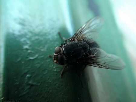 Hairy Fly